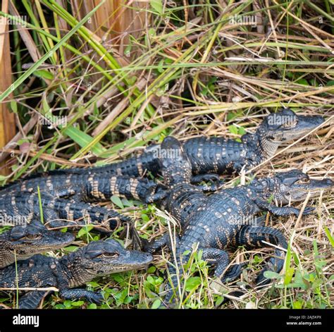hermes alligator mississippiensis - Top 5 Reasons to Own an Hermes Alligator Mississippiensis.
